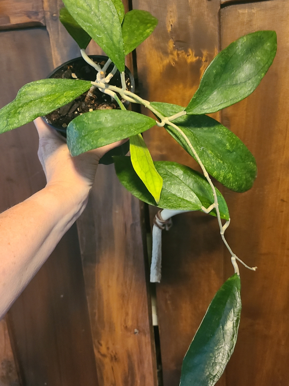 Hoya Finlaysonii Long Leaf Live Houseplant